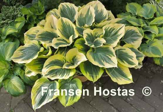 Hosta Majesty